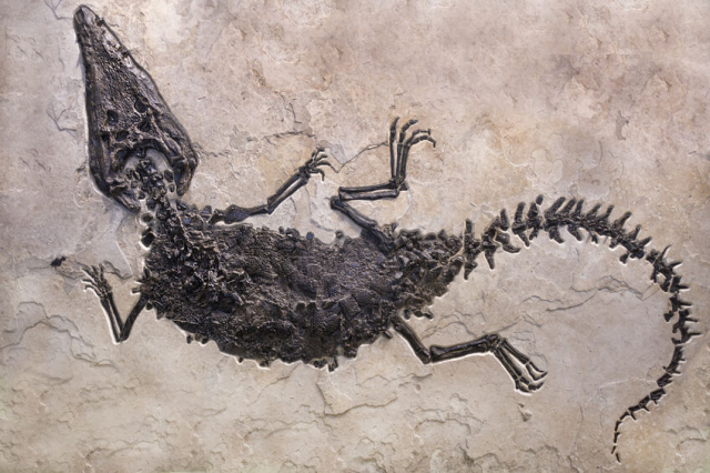 平磯海岸では化石が続々発見されている！シロワニ属化石も見つかった恐竜時代の地層で当時の様子を想像しよう！