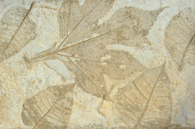 植物化石の新種が数多く発見される成羽町は世界の注目の的！