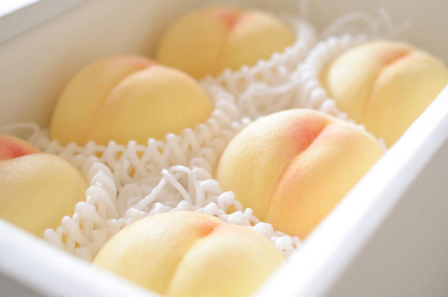 清水白桃の栽培のひみつ～岡山県の名産白桃なぜこんなにおいしいの？～