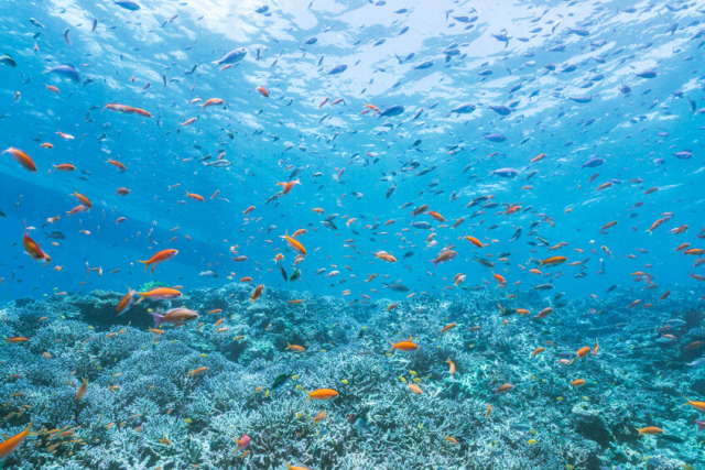 沖縄はサンゴ礁のおかげでエメラルドグリーンの海となった？