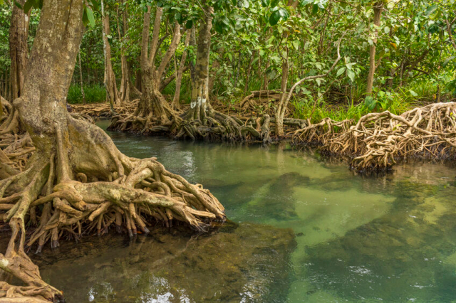 慶佐次川のマングローブで育まれる生態系が「生きものたちのゆりかご」と呼ばれるわけ