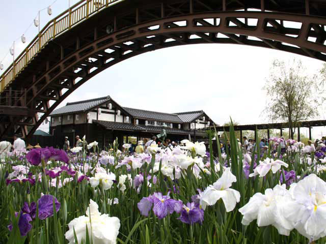 水郷潮来あやめ園ナビ ろ舟遊覧や潮来の周辺グルメ情報も！ - まっぷる