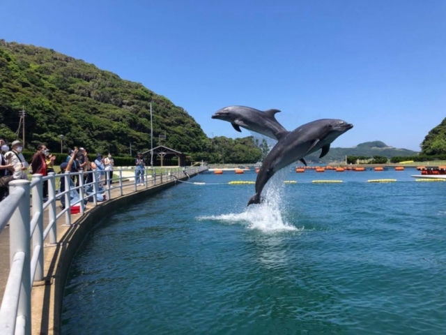 【長崎・壱岐×観光⑥】大自然の中でイルカと過ごす特別な時間「壱岐イルカパーク&リゾート」