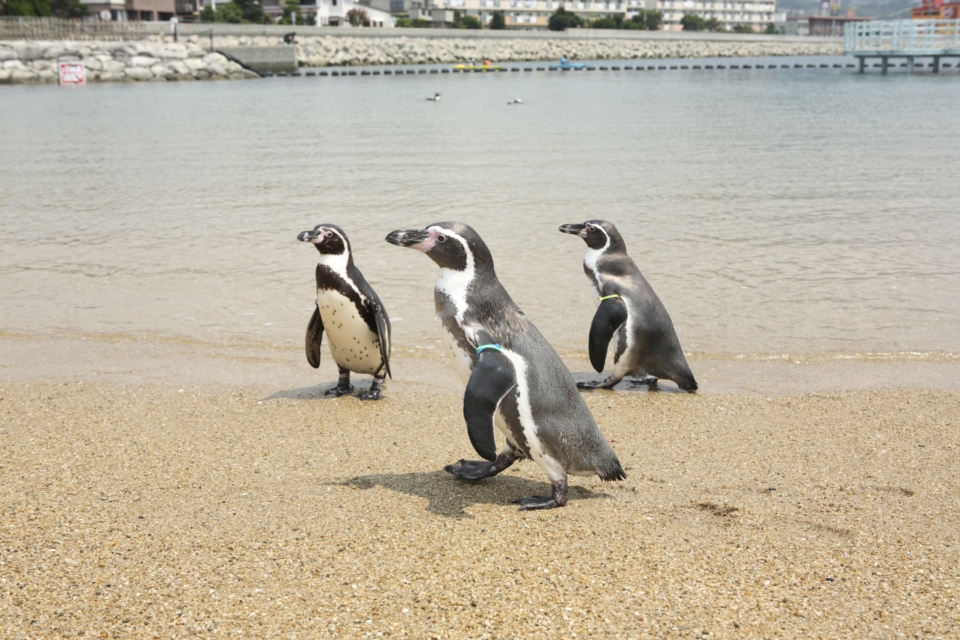 長崎ペンギン水族館 ペンギン飼育種類数世界一 観光旅行メディア まっぷるトラベルガイド