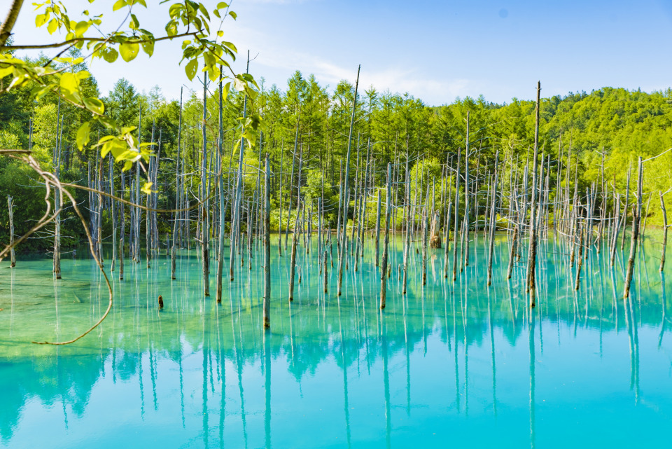 美瑛白金青い池 神秘的な絶景パワースポットの観光情報 まっぷるトラベルガイド