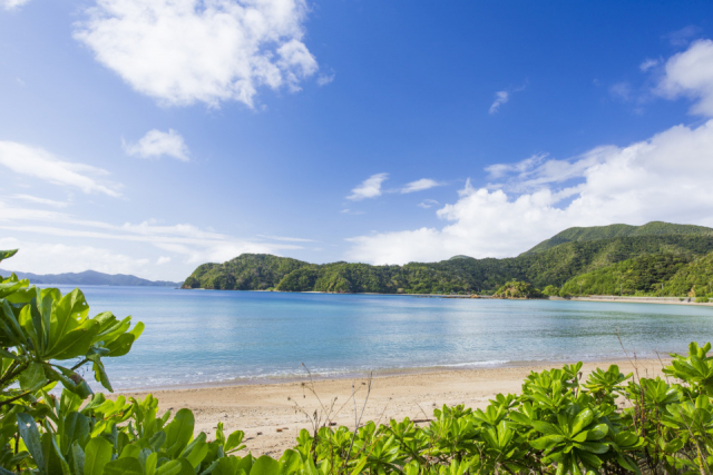 【加計呂麻島の観光スポット】於斉のガジュマル