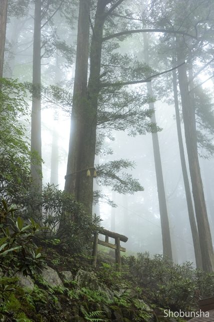 【奥秩父×三峯神社】恋の願いが叶うかも「えんむすびの木」