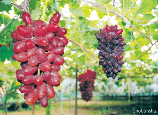 秩父フルーツファーム