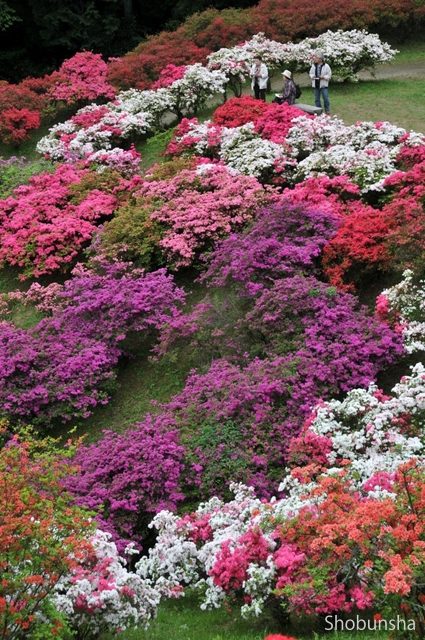 五大尊つつじ公園