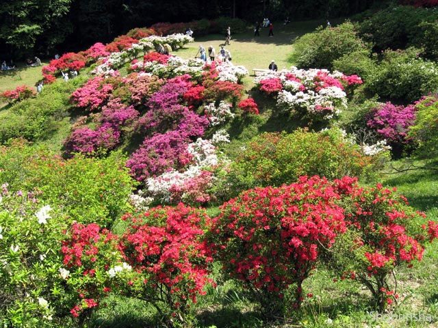 五大尊つつじ公園