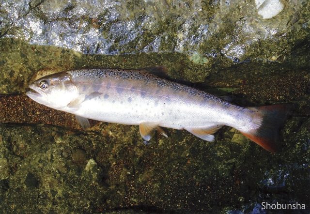 奥秩父源流中津川渓流釣場