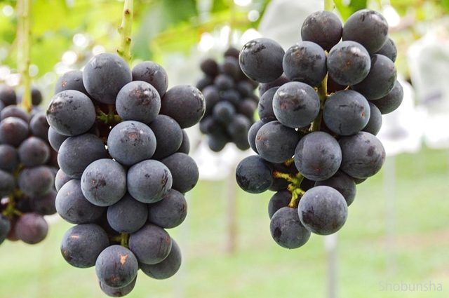 横瀬ファミリー農園村