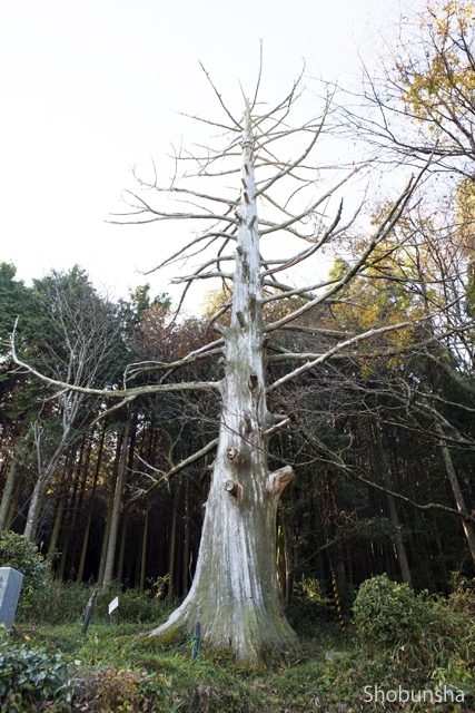 柳生の里のシンボル的存在 十兵衛杉