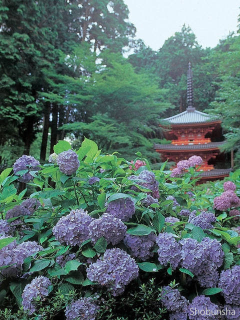 花や紅葉、仏像と見どころ充実 岩船寺