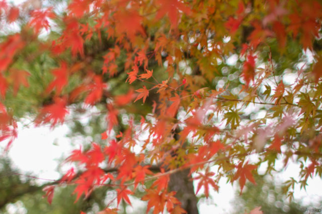 ポイント②ピントを合わせる