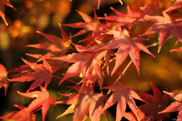 ポイント④赤や黄色以外の色を入れる