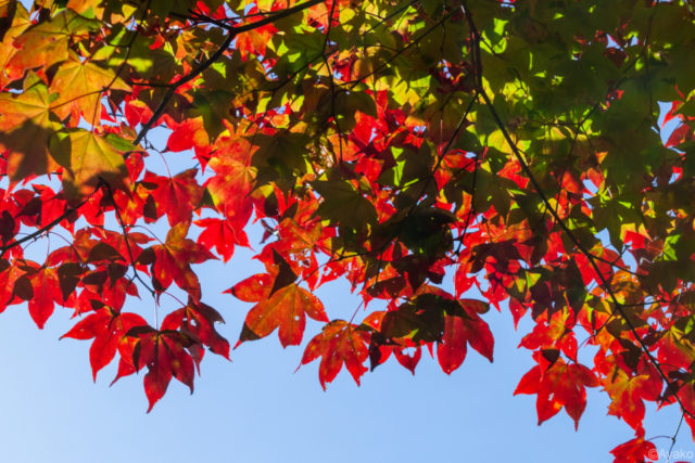 ポイント⑤光に透かして撮影する