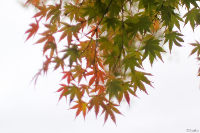 ②あいにくの曇り空……背景が白でぼやける