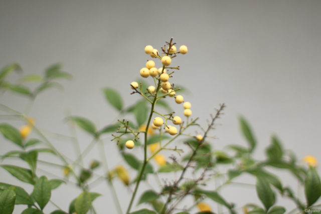 ②あいにくの曇り空……背景が白でぼやける