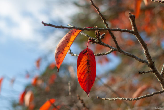 ③思ったより紅葉がきれいでなかった、見頃のピークを過ぎていた……