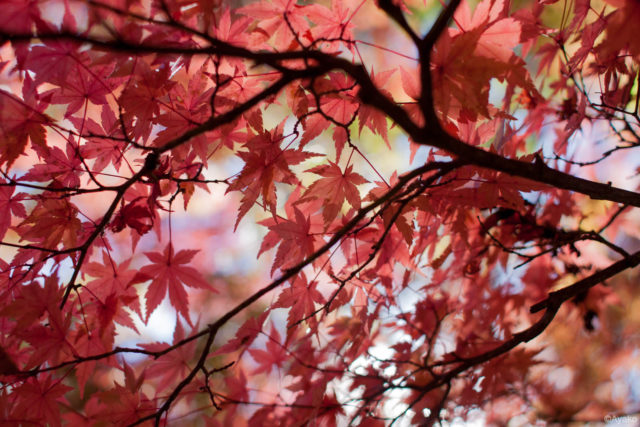 ④人がたくさんいて入り込んでしまう……