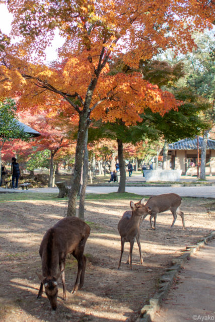 奈良公園(奈良県)