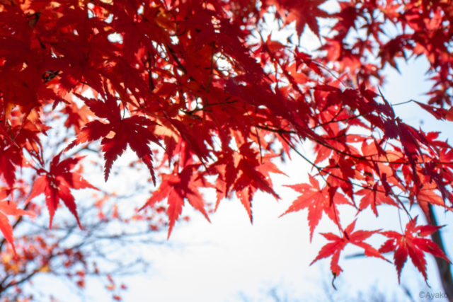 鳳来寺山(愛知県)
