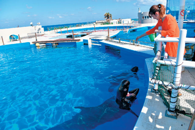 かわいいイルカを間近で見よう!「イルカラグーン」