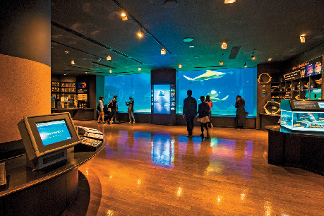 【沖縄美ら海水族館×必見スポット】サメ博士の部屋