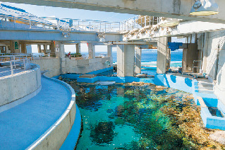 【沖縄美ら海水族館×モデルプラン】必見スポットをバッチリおさえて「さくっとプラン」2時間~3時間