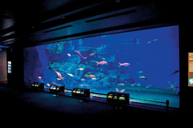 【沖縄美ら海水族館×モデルプラン】公園内の施設を思う存分満喫「じっくりプラン」1日