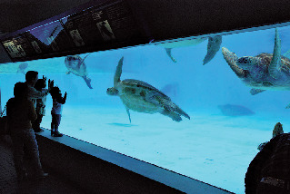 華麗に泳ぐ姿に注目!「ウミガメ館」