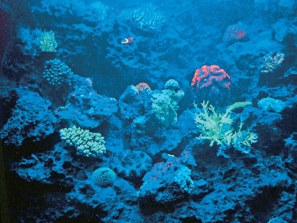 【沖縄美ら海水族館×モデルプラン】公園内の施設を思う存分満喫「じっくりプラン」1日