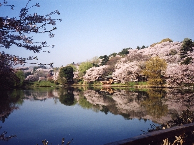 神奈川県のおすすめの桜の名所 お花見スポット 年版 観光旅行メディア まっぷるトラベルガイド