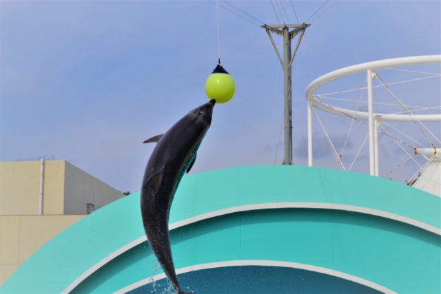 サーフスタジアム(Bゾーン)