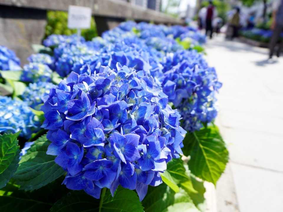シーボルトも愛した長崎市の花 紫陽花 まっぷるトラベルガイド