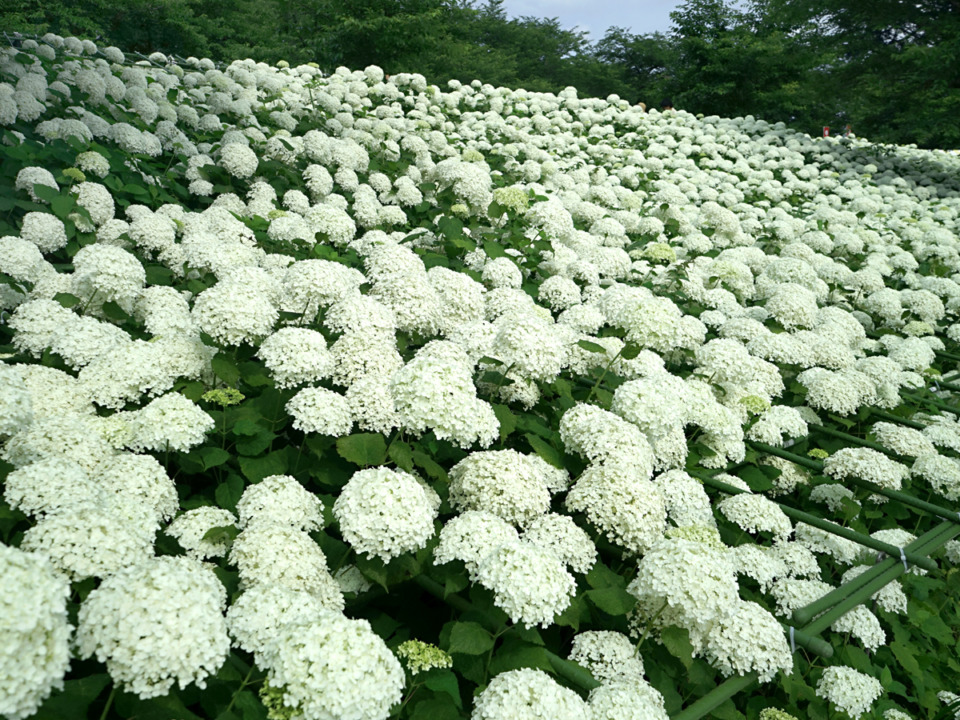 16 000株の紫陽花の饗宴 関東屈指の紫陽花堤 幸手権現堂桜堤 まっぷるトラベルガイド