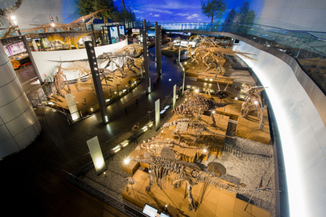 恐竜博物館の魅力④ 世界&日本初公開 の 展示品がここに!