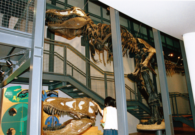 恐竜博物館の魅力⑦ 本物の恐竜化石に触れられる!