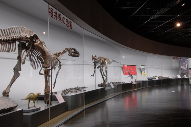 恐竜博物館の魅力② 5種類の恐竜たちが福井で発見される!