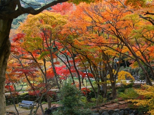 静岡県のおすすめの紅葉スポット 年版 例年の見頃時期やイベント ライトアップなど情報満載 まっぷるトラベルガイド