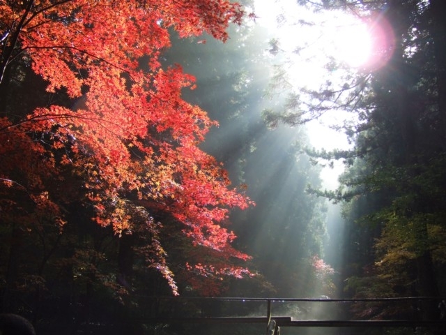静岡県のおすすめの紅葉スポット 年版 例年の見頃時期やイベント ライトアップなど情報満載 まっぷるトラベルガイド