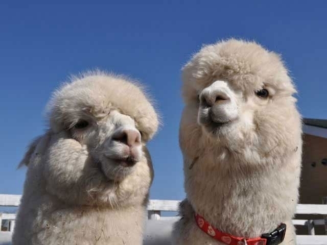 東武動物公園 まっぷるトラベルガイド