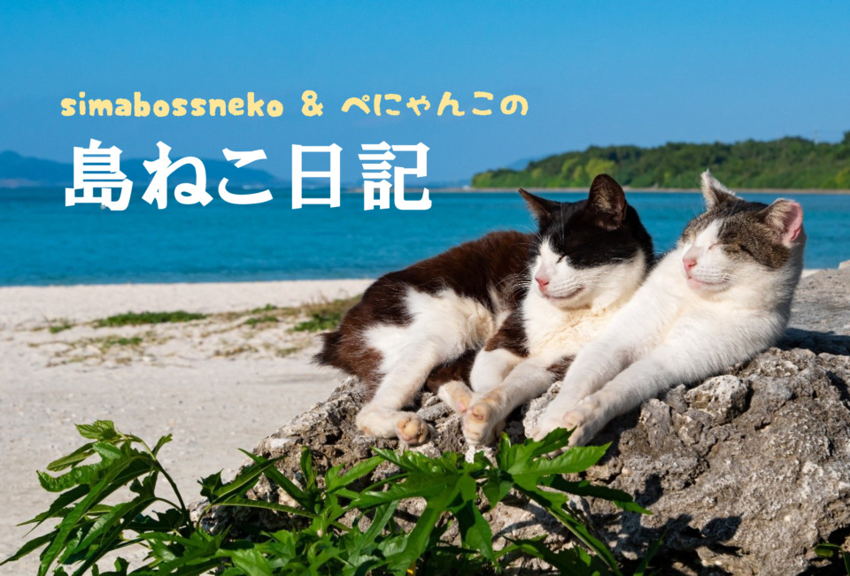 連載フォトエッセイ・第1回】simabossneko＆ぺにゃんこの「島ねこ日記