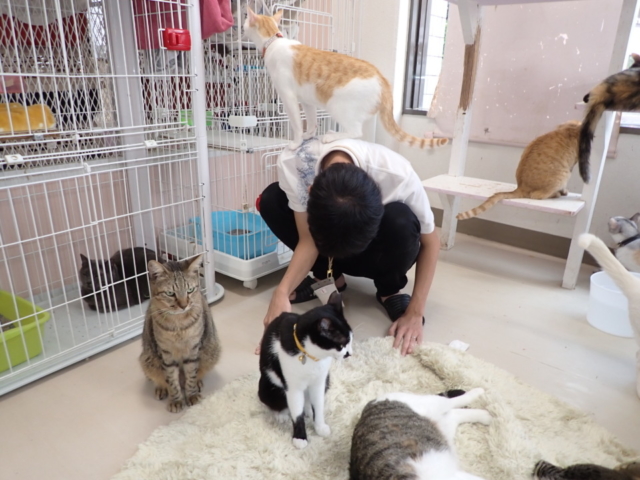 沖縄 宜野湾 保護猫カフェ ニャングスク 里親探しのお手伝い まっぷるトラベルガイド