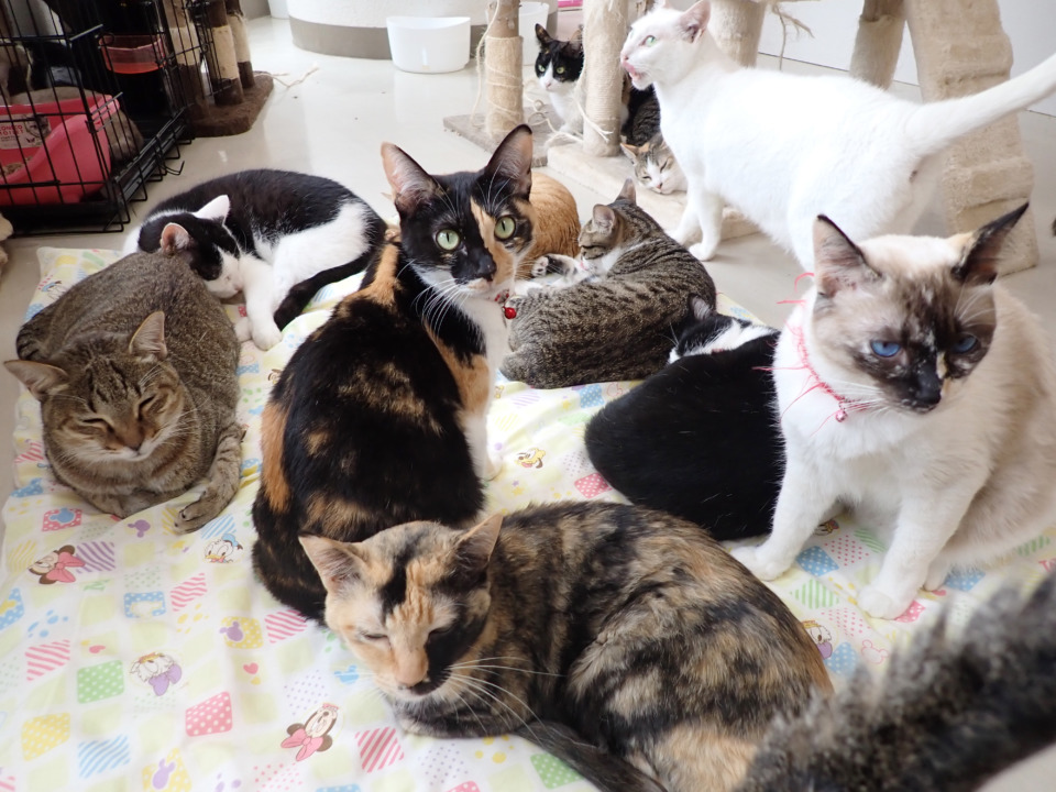沖縄 宜野湾 保護猫カフェ ニャングスク 里親探しのお手伝い 観光旅行メディア まっぷるトラベルガイド