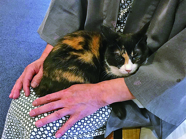 関西・中国・九州】温泉宿の看板ねこに会いに行こう！ 接客力は神 