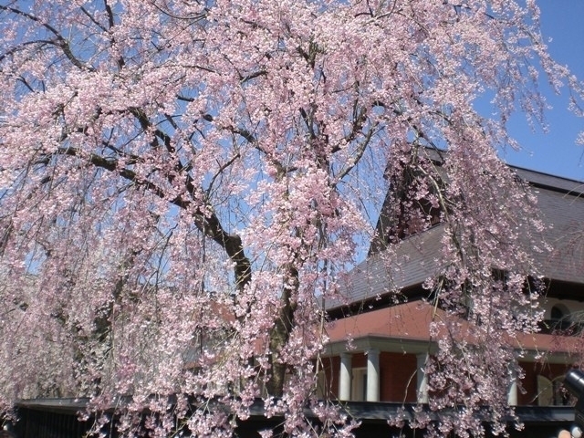 全国のおすすめの桜の名所 お花見スポット 22年版 まっぷるトラベルガイド
