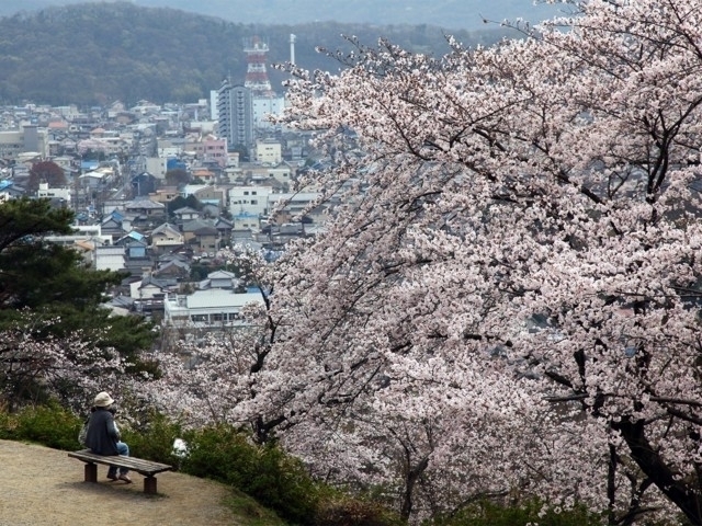 栃木県のおすすめの桜の名所 お花見スポット 21年版 まっぷるトラベルガイド