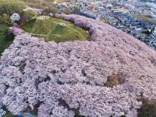 長野県のおすすめの桜の名所 お花見スポット 21年版 まっぷるトラベルガイド